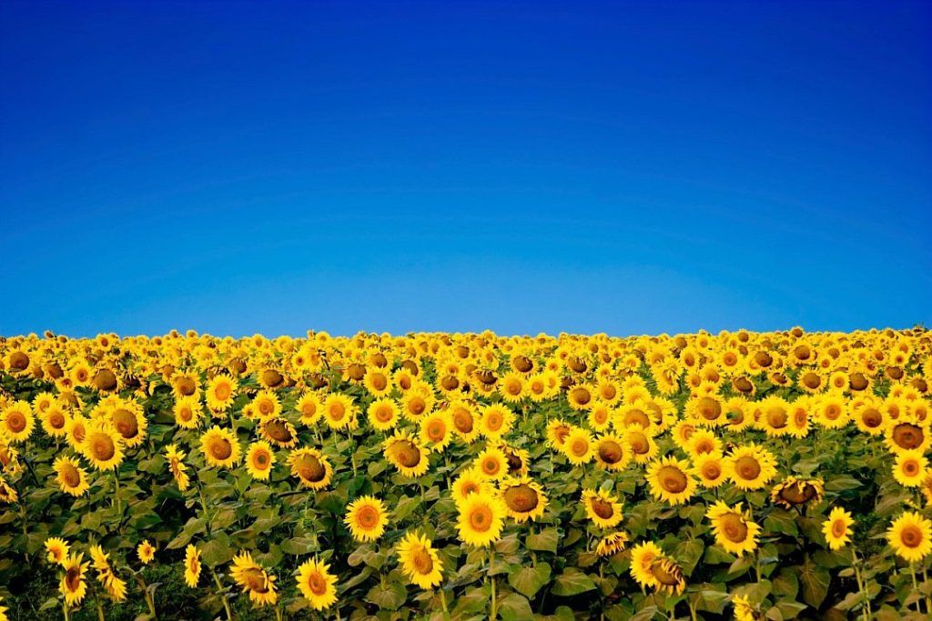 polje suncokreta ukrajina